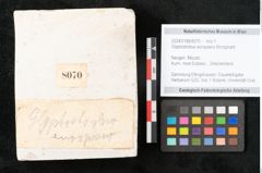 Foto (Objekt + Etikett) von Glyptostrobus europaeus Brongniarti (NHMW-GEO-2024-0188-8070)